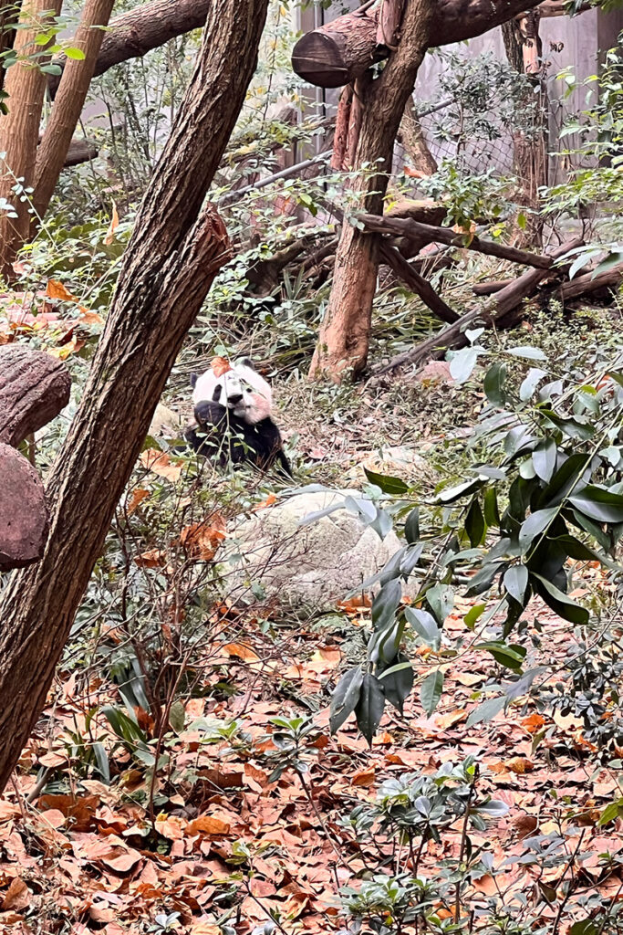 voir des pandas à chengdu