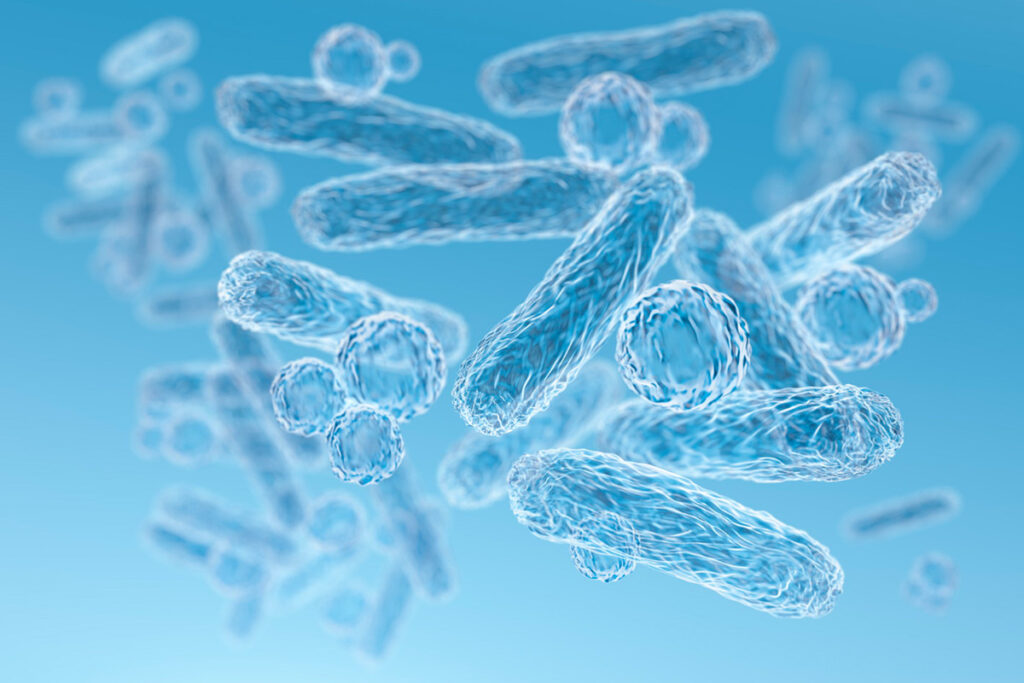 bacteries Escherichia coli Salmonella