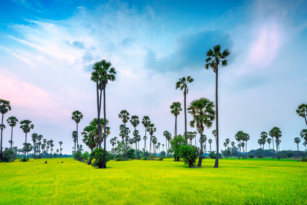 paysage du cambodge