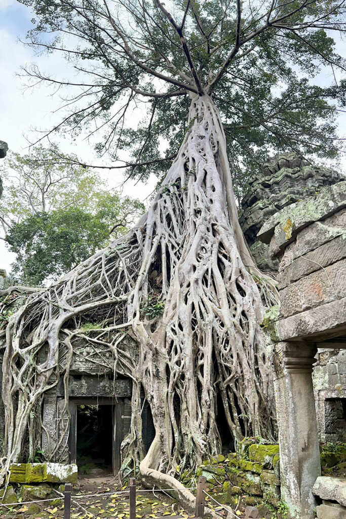 temple ta prohm