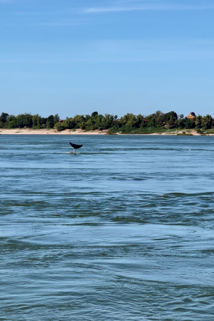 un dauphin à kratie au cambodge