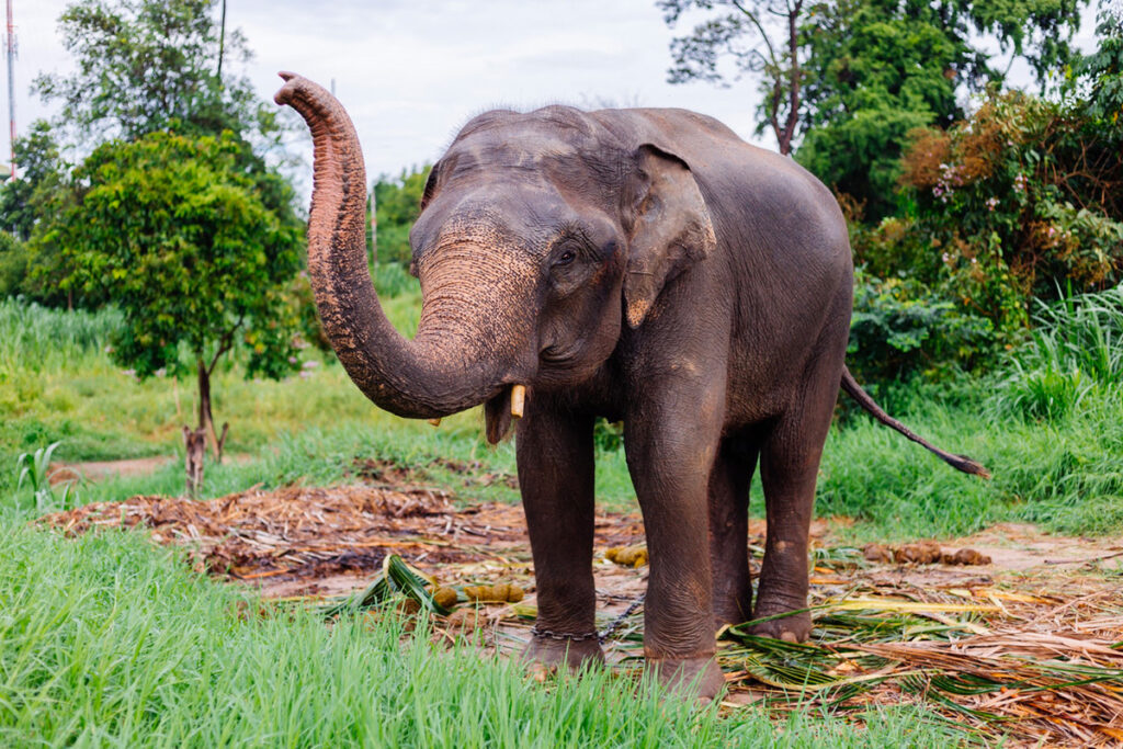voir des éléphants à Luang prabang