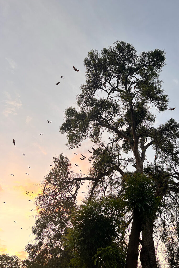 chauve souris à phnom penh