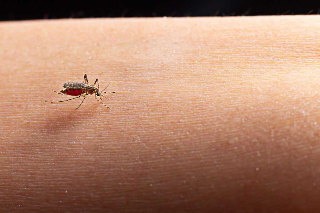 maladies transmises par les moustiques