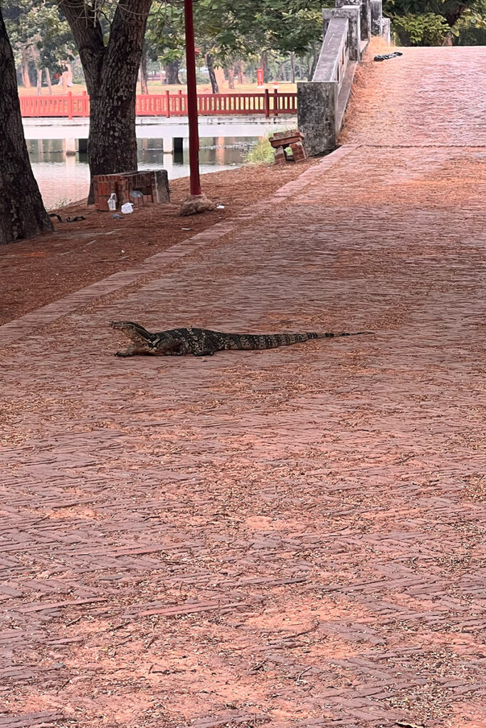 un varan dans le parc